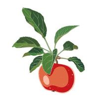 manzana roja madura en una rama con hojas sobre un fondo blanco, ilustración botánica, vector aislado