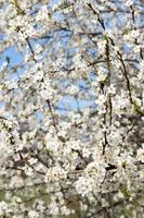 Spring bloom white flowers. Cherry blossom twigs photo