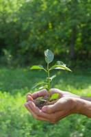 una planta en manos sobre un fondo verde. concepto de ecología y jardinería. fondo de la naturaleza