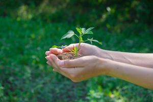una planta en manos sobre un fondo verde. concepto de ecología y jardinería. fondo de la naturaleza