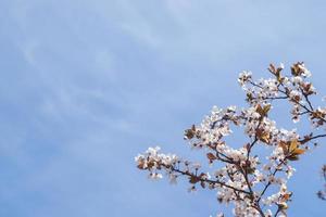 flores blancas de primavera. ramitas de flor de cerezo foto