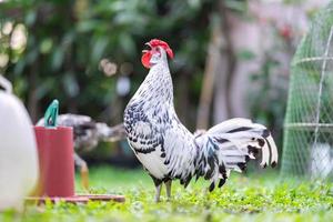 Hamburg Chick at the outdoor field in human home garden. photo