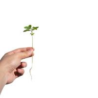 Sapling with root is hold on the man hand on white background., Clipping Paths. photo