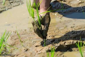 Close up to Asian man's hand hold the rice with mud on his hand for transplant rice seedlings in paddy rice. photo