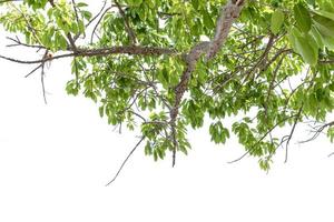 Leaf and twigs isolated on white background with clipping path photo