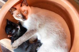 gata madre blanca abrazando a un gatito negro foto
