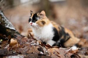 gato de tres colores al aire libre en el parque en hojas en clima frío.