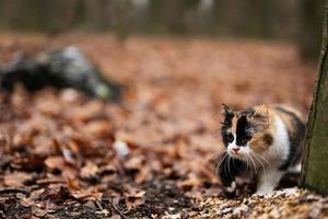 gato de tres colores al aire libre en el parque en hojas en clima frío. foto