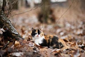 gato de tres colores al aire libre en el parque en hojas en clima frío. foto