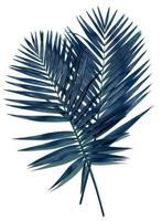 Dark blue palm leaf on a white isolated background photo