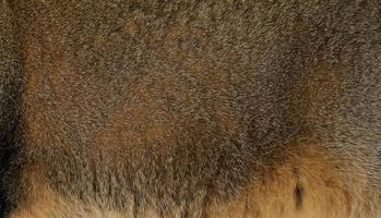 Gray cat fur texture, full frame photo