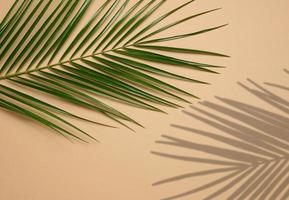 Green leaf of palm tree on brown background. View from above, copy space photo