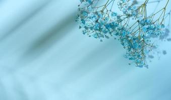 Gypsophilia branch with blue flowers on a blue background, top view photo