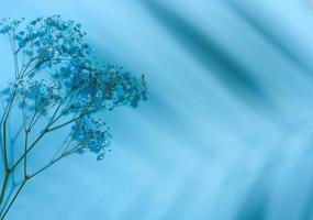 Gypsophilia branch with blue flowers on a blue background, top view photo