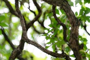 natural green bokeh abstract background,blurred textured photo