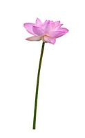 Beautiful pink water lily or lotus flower isolated on white background,include clipping path