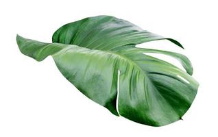 Green leaves pattern,leaf monstera isolated on white background,include clipping path photo