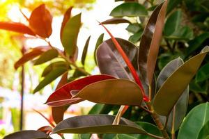 Red brown leaves pattern for nature concept,tropical plant leaf photo