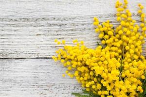 Branch of yellow spring flowers mimosa on white wooden background with copyspace photo