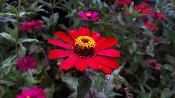 Common Zinnia elegans flower or colorful red flower in the garden. photo