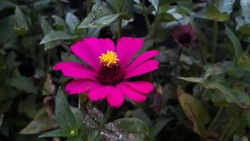 Common Zinnia elegans flower or colorful pink flower in the garden. photo