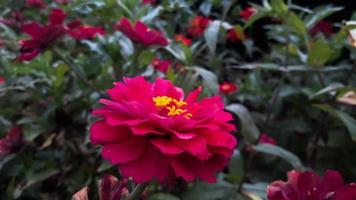 Common Zinnia elegans flower or colorful pink flower in the garden. photo