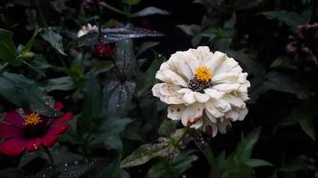 Common Zinnia elegans flower or colorful pinkvand white flower in the garden. photo