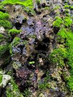 Moss cover on tree bark background. Close-up moss texture on tree surface. photo