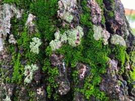 Moss cover on tree bark background. Close-up moss texture on tree surface. photo