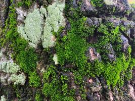 Moss cover on tree bark background. Close-up moss texture on tree surface. photo