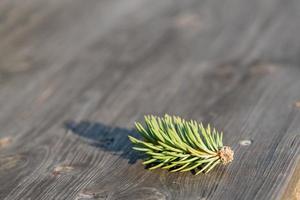 rama de pino sobre un fondo de madera con copyspace foto