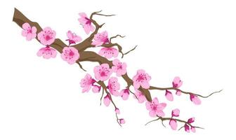 Cherry blossom tree branch with blooming flowers vector