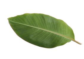green banana leaf on white background photo
