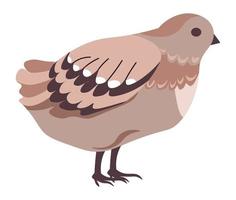 Quail bird, avian animals with lush plumelets vector