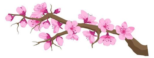 Twig with cherry blossom, sakura flowers on branch vector