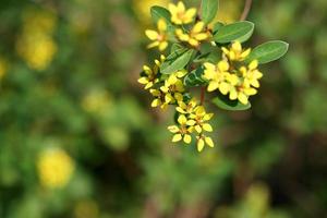 Yellow Flowers Bouquet in nature. Beautiful bunch of yellow flowers in the sky photo