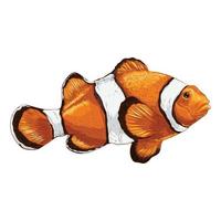 Vector illustration of a clownfish. Drawing on white background,