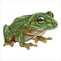 European frog. vintage hand drawn vector illustration.