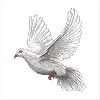 Dove bird is a symbol of peace and purity hand drawn vector illustration realistic sketch