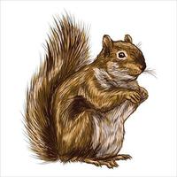 squirrel isolated on white background. Hand drawn forest animal vector