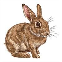 conejo gris salvaje, animal del bosque. boceto dibujado a mano grabado estilo monocromo vintage vector