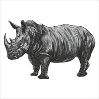 A rhinoceros illustration of a big African rhino with large horns and wrinkled skin and is an endangered wild animal. This hand drawn pencil sketch is isolated on white background. vector