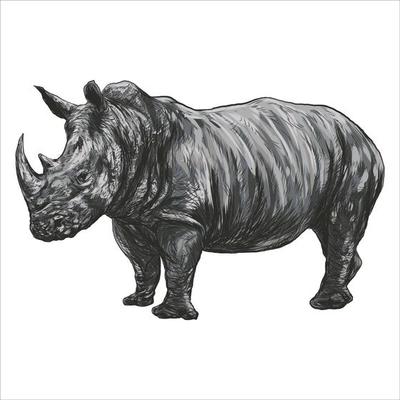 A rhinoceros illustration of a big African rhino with large horns and wrinkled skin and is an endangered wild animal. This hand drawn pencil sketch is isolated on white background.