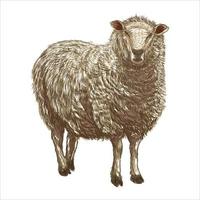 boceto de estilo boceto de oveja dibujado a mano sobre un fondo blanco vector