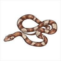 serpiente retorcida dibujada a mano aislada en fondo blanco. ilustración grabada de época. vector