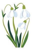 Spring flowers in blossom, flourishing snowdrops vector