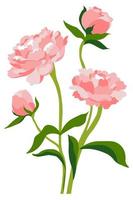 Pion or rose in blossom, peony flower blooming vector