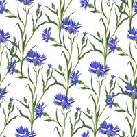 Blooming cornflowers with leaves and stems vector