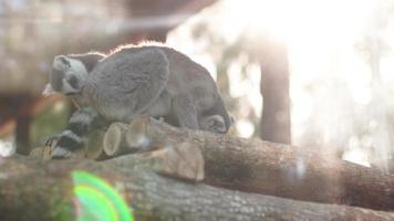 vicino su di divertente selvaggio lemuri video