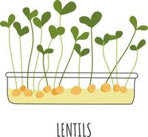 Microgreen foliage and plants with lush stems, isolated pot with growing green sprouts. Lentils for salad addition and vegetarian vegan menu. Dieting and healthy nutrition. Vector in flat style